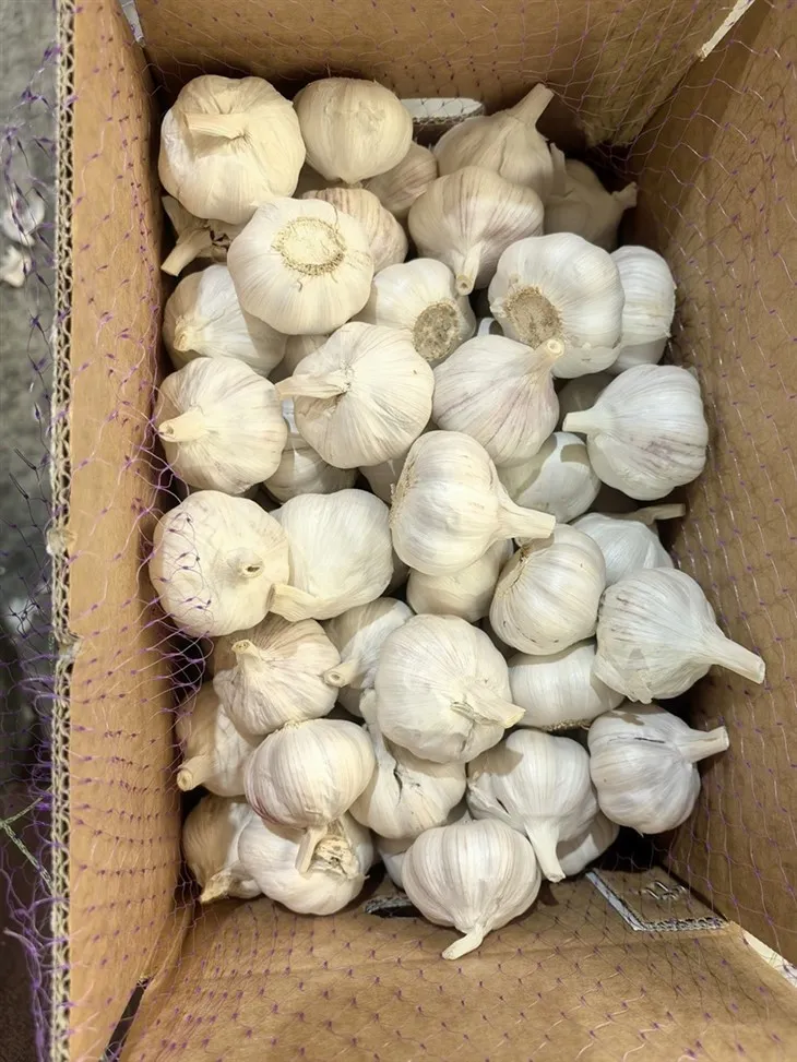 Nice Bulk Garlic