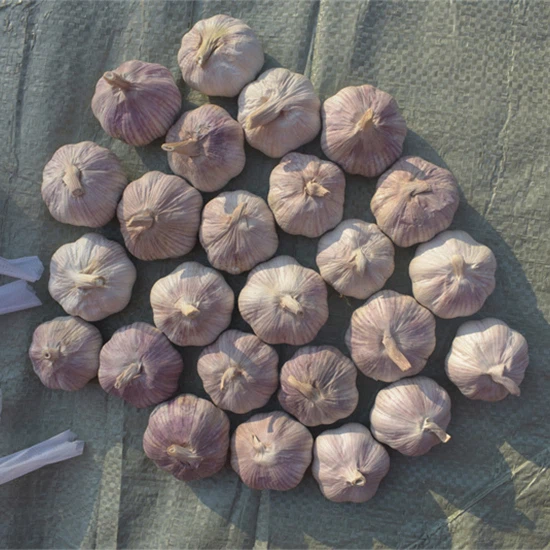 Лилав чесън