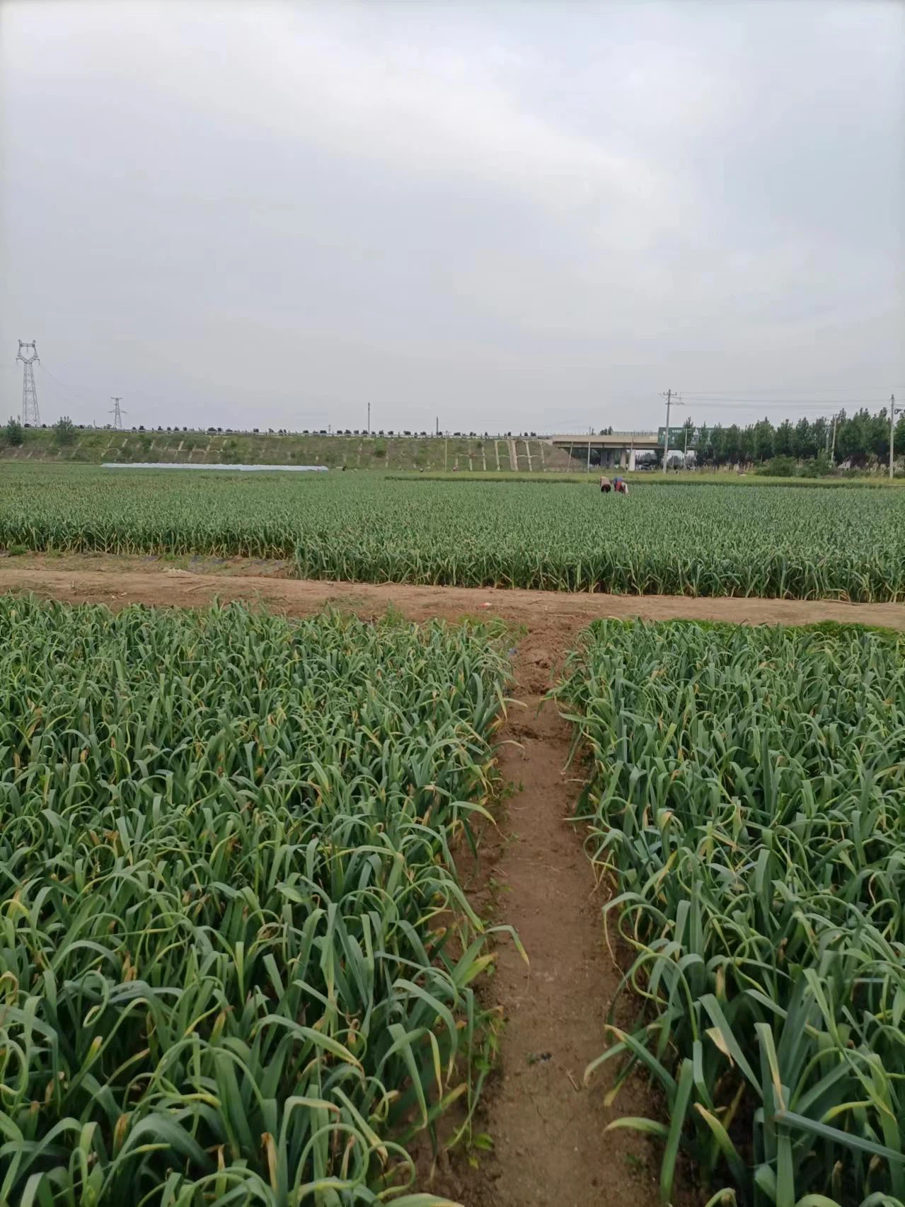 Галски от произхода