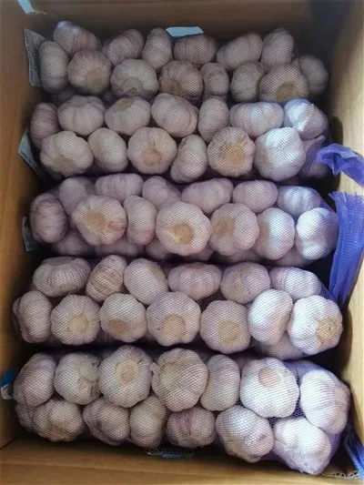 Чесън с лилава кожа